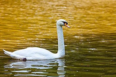 库克大赞《逆水寒》画面太棒了：国外玩家玩不到馋哭